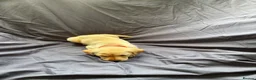 Labrador Retriever dogs for sale: Labrador Retriever Puppies 4 Boys & 1 Girl - Advert 7