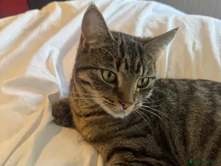 Mixed Breed cats Adorable Tabby kittens - Advert 2