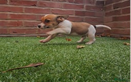 Jack Russell dogs for sale: 2 boys & 1 girl left, Ready & available from today - Image 6