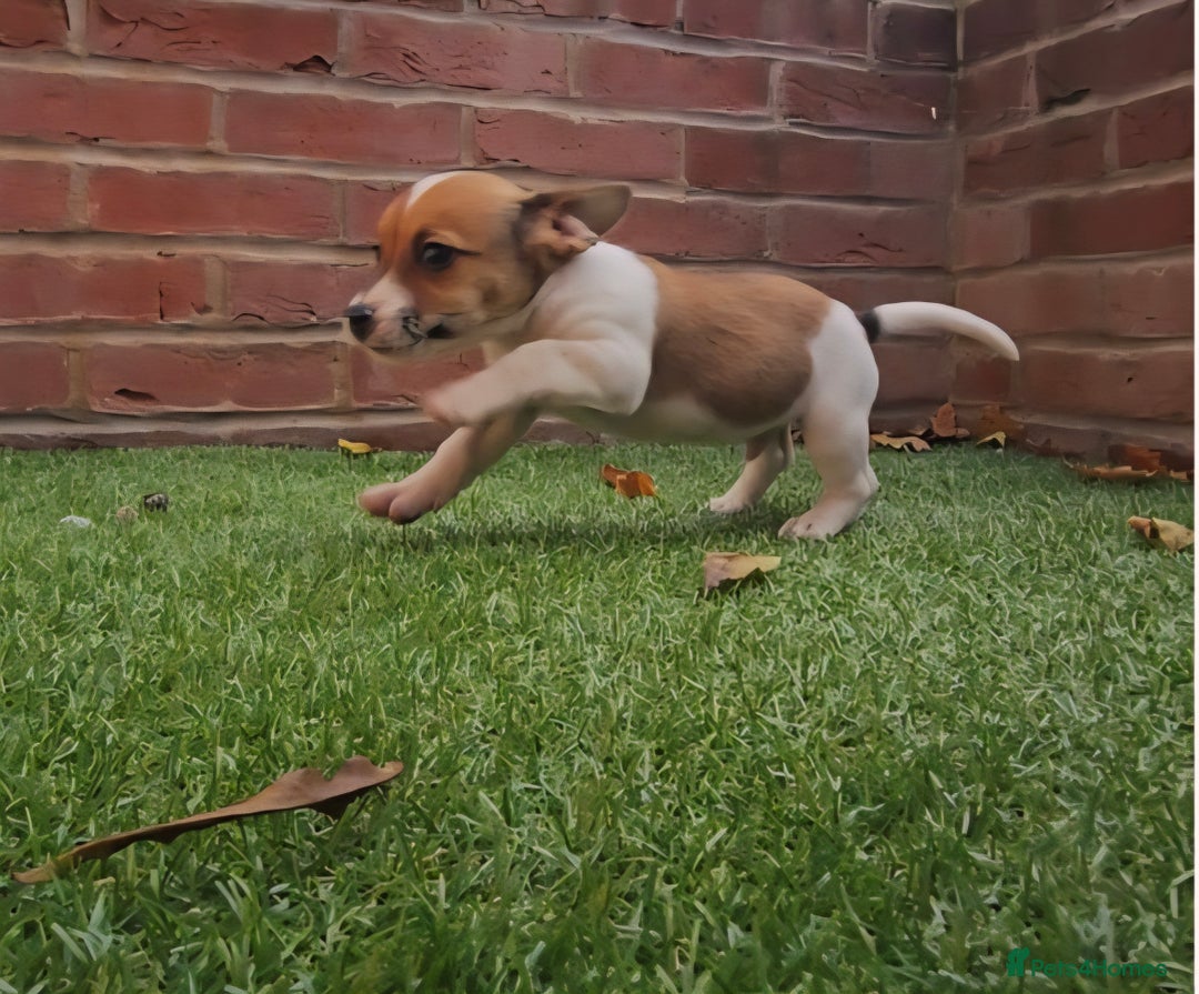 Jack Russell dogs for sale: 2 boys & 1 girl left, Ready & available from today - Image 6