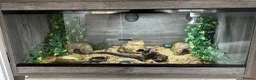 Leopard Gecko reptiles for sale: Leopard Gecko with full set up - Advert 2