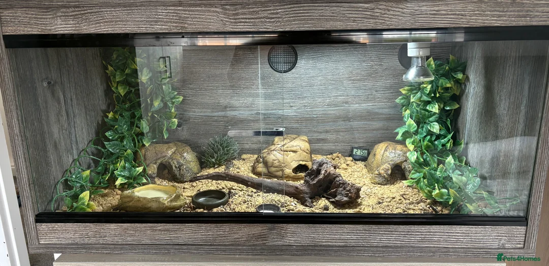 Leopard Gecko reptiles for sale: Leopard Gecko with full set up - Advert 2