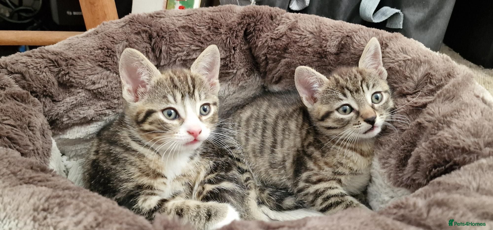 Mixed Breed cats Beautiful Kittens Looking for a Forever Home - Advert 1