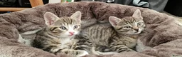 Mixed Breed cats for sale: Beautiful Kittens Looking for a Forever Home - Advert 1