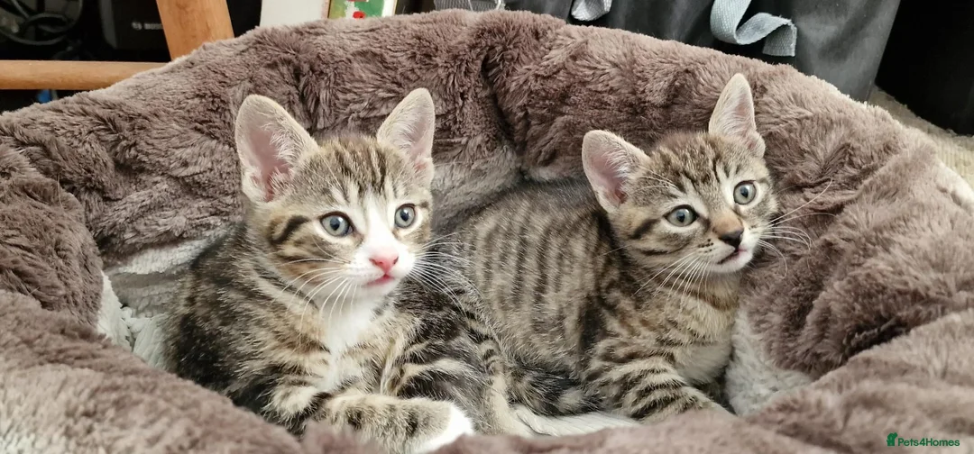 Mixed Breed cats for sale: Beautiful Kittens Looking for a Forever Home - Advert 1