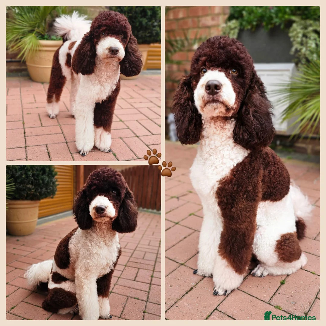 Bernedoodle dogs for stud: STUNNING MOYEN POODLE FULLY HEALTH TESTED  - Advert 1
