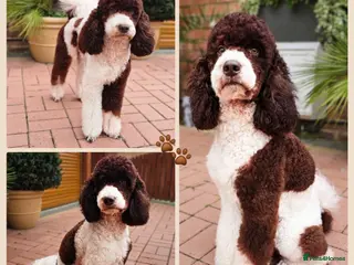 Bernedoodle dogs STUNNING MOYEN POODLE FULLY HEALTH TESTED - Advert 1