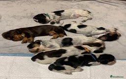 Cocker Spaniel dogs for sale: Cocker Spaniel ( show type) KC registered - Image 1
