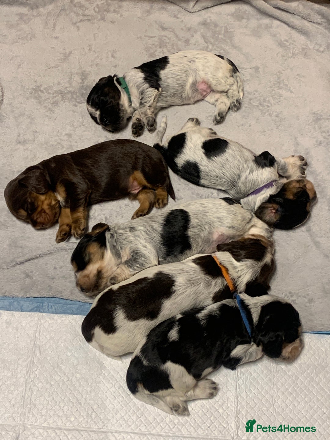 Cocker Spaniel dogs for sale: Cocker Spaniel ( show type) KC registered - Image 1
