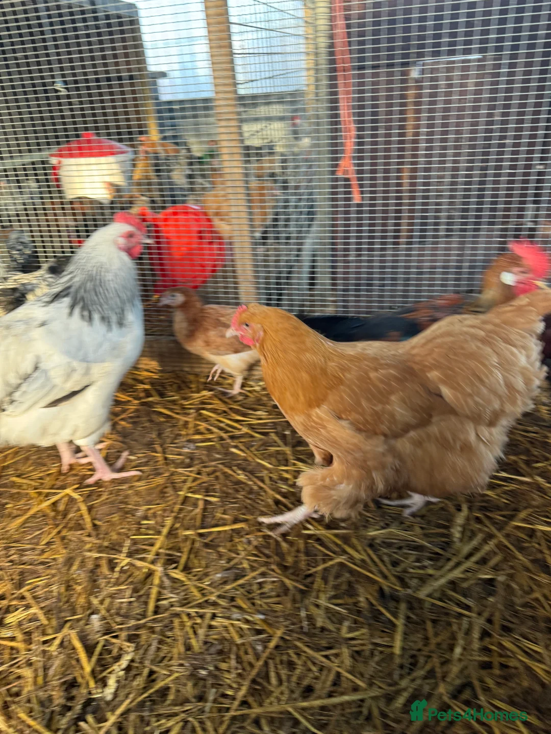 Chickens poultry for sale: Buff Orpington Trio - Advert 5