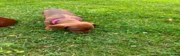 Miniature Dachshund dogs for sale: Beautiful Miniature Dachshunds 🐾 in Wednesbury - Advert 4