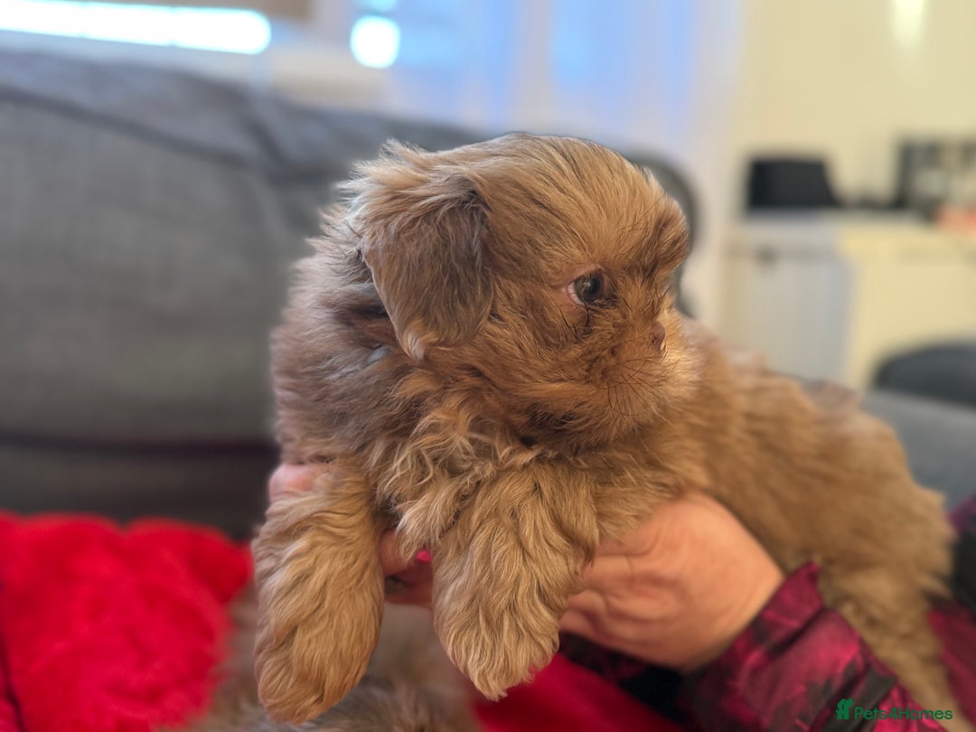 Shih Tzu dogs for sale: Shih Tzu KARASHISHI Line Two Boys Left Green Eyes - Advert 7