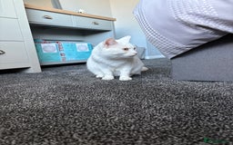 Mixed Breed cats for sale: Female White Cat  - Image 2
