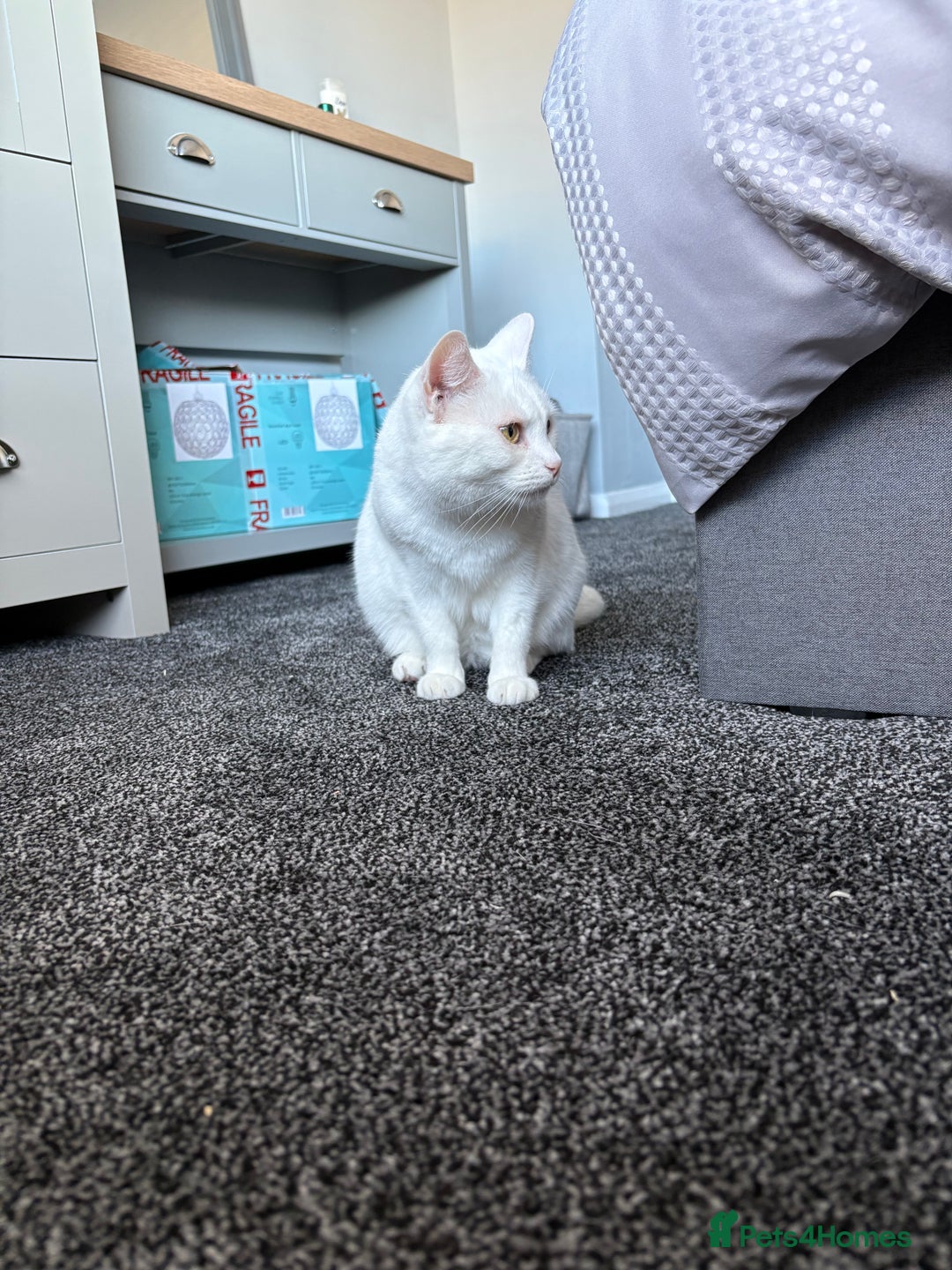 Mixed Breed cats for sale: Female White Cat  - Image 2