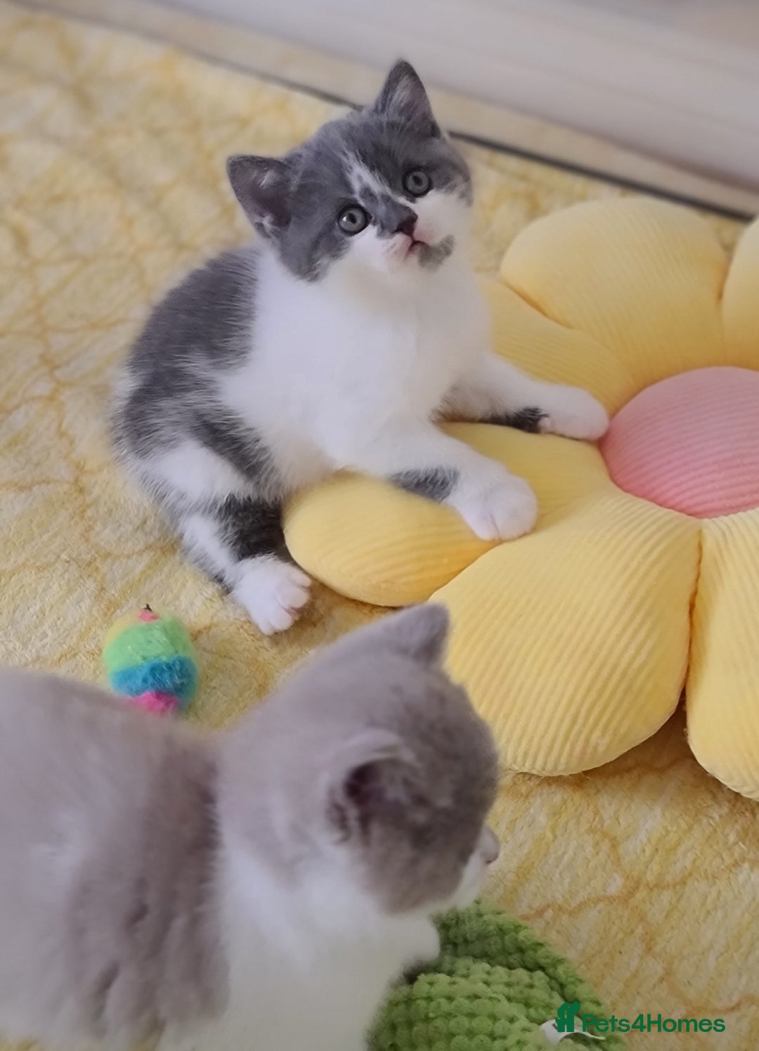 British Shorthair cats for sale: British ShortHair kittens GCCF  - Advert 4