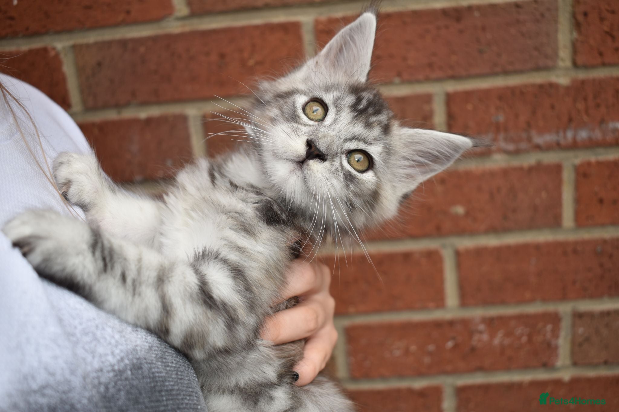 Maine Coon cats 😊Beautiful TICA registered Maine Coon Kittens😊  - Advert 2