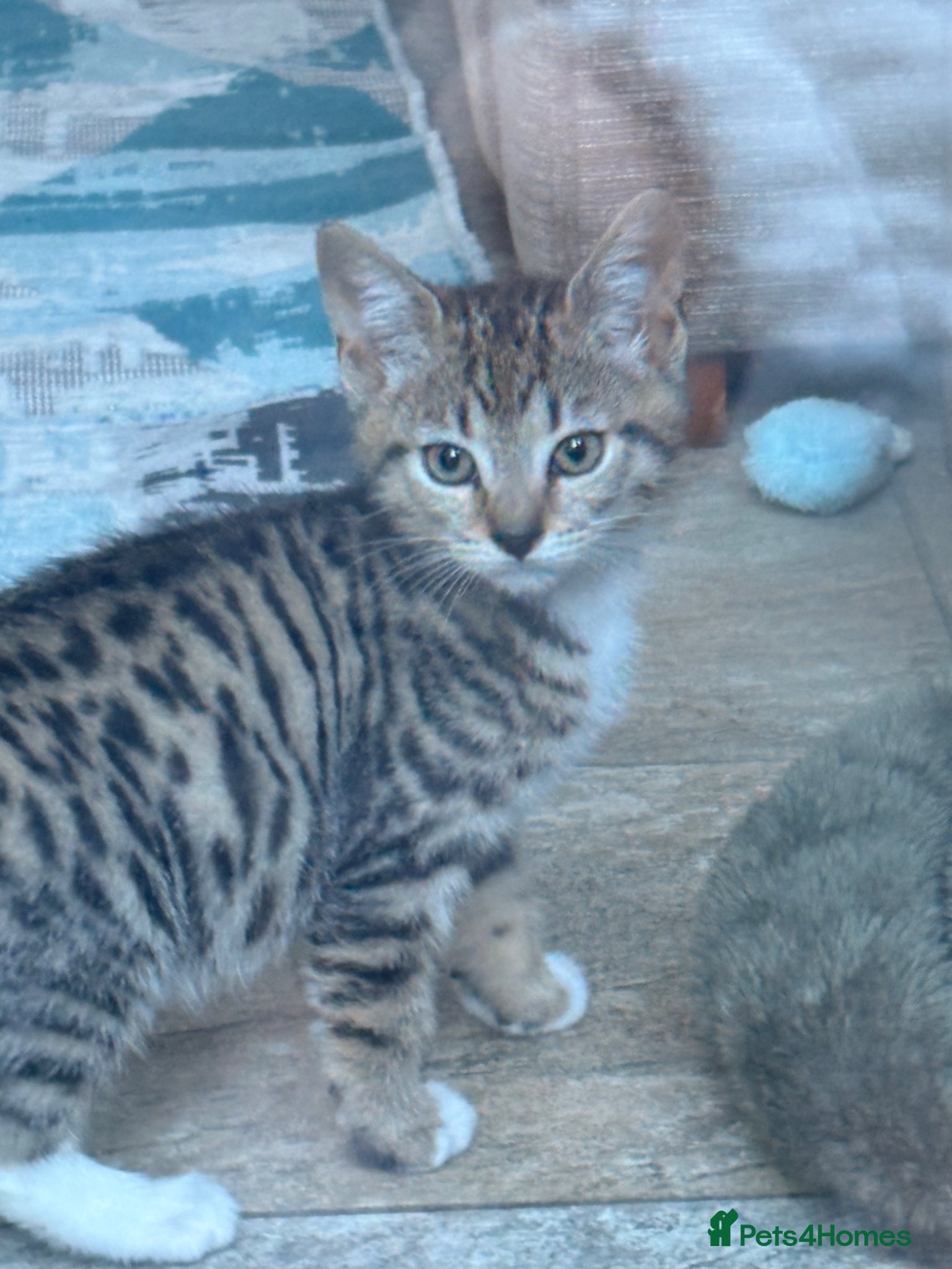 Mixed Breed cats Tabby girl kitten - Advert 11
