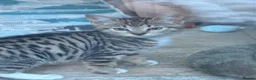 Mixed Breed cats for sale: Tabby girl kitten in Manchester - Advert 1