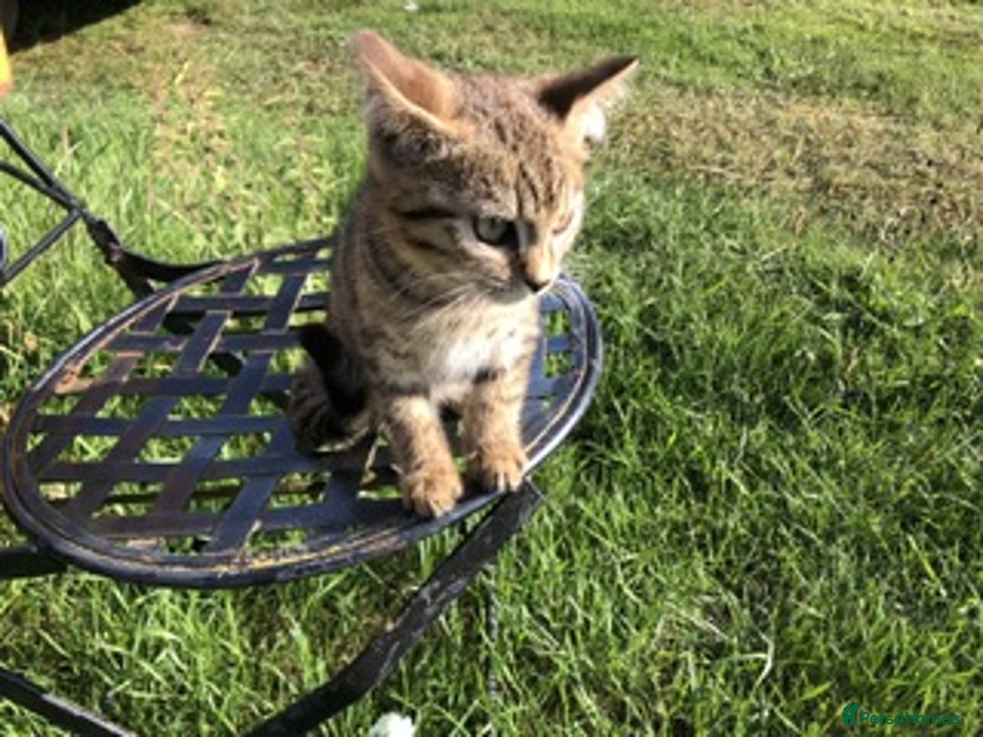 Bengal cats for sale: Bengal x British blue boys in Liss - Image 14