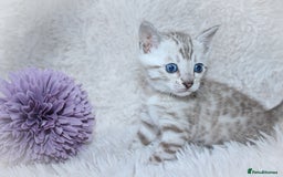 Bengal cats for sale: 🏆OUTSTANDING SHOW WINNING BENGALS KITTENS🔥 - Image 5