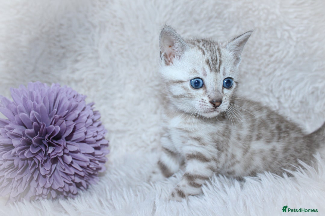 Bengal cats for sale: 🏆OUTSTANDING SHOW WINNING BENGALS KITTENS🔥 - Image 5