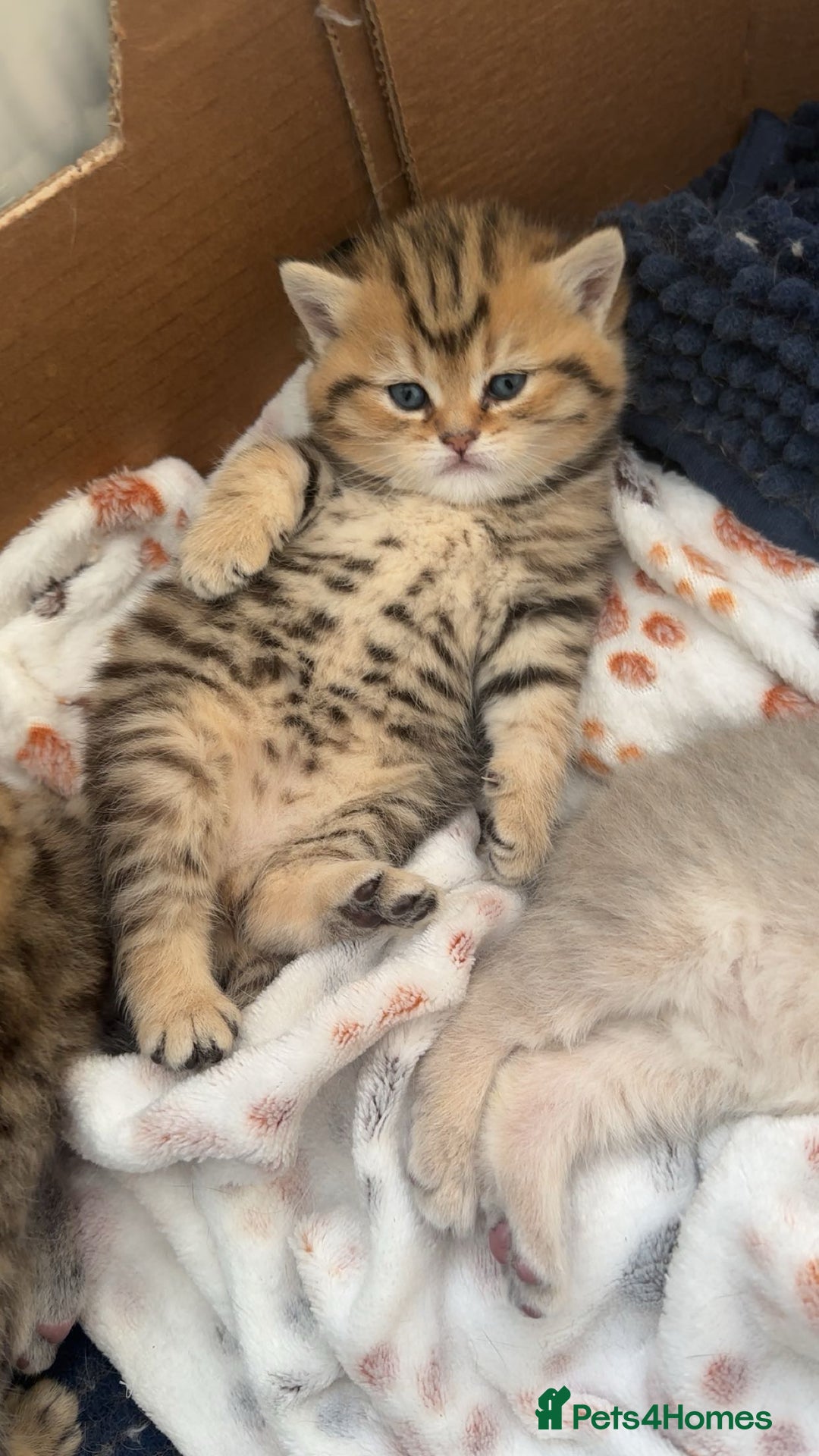 British Shorthair cats for sale:  Indoors BSH kittens female  - Advert 2