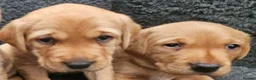Labrador Retriever dogs for sale: Red Fox Labs : Health Checked-KC Reg-FTCH Pedigree - Advert 2