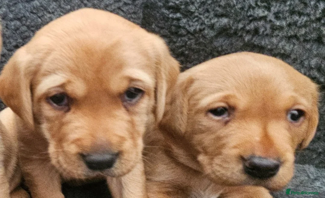 Labrador Retriever dogs for sale: Red Fox Labs : Health Checked-KC Reg-FTCH Pedigree - Advert 2