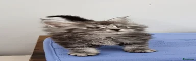 Silver male
