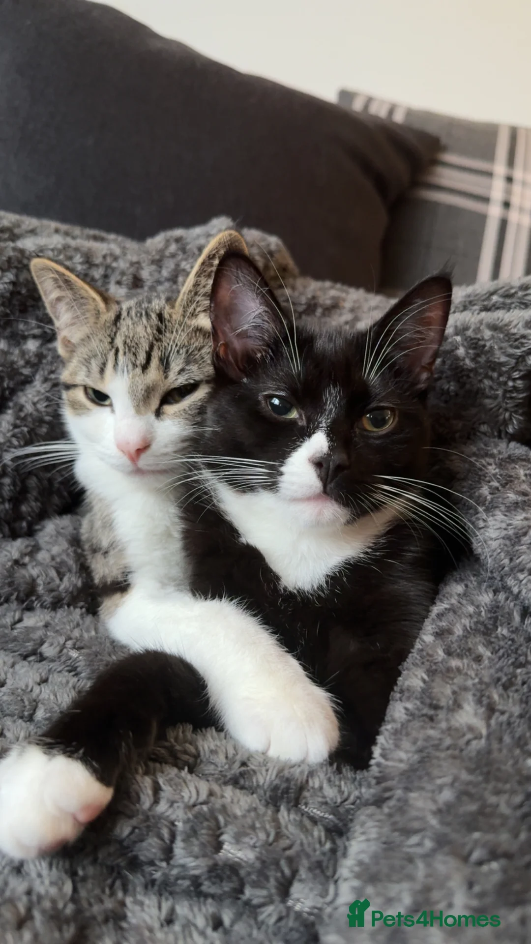 Domestic Shorthair cats for sale: X2 8 months old kittens (both girls) - Advert 8