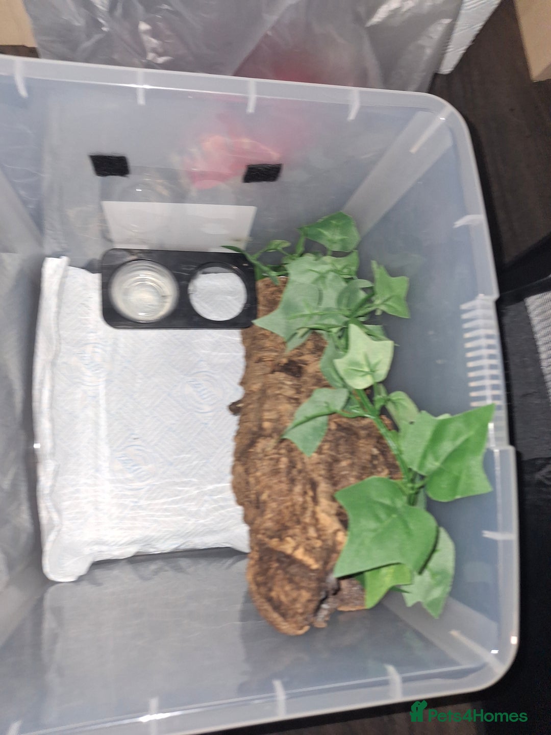 Gecko reptiles for sale: Baby crested geckos  in Doncaster - Image 19