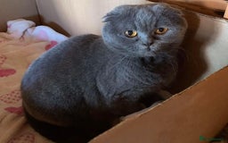 Scottish Fold cats for sale: Beautiful TICA reg Scottish Fold/Straight Kittens  - Image 22