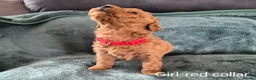 Mini Goldendoodle dogs for sale: Miniature Goldendoodle pups - Advert 7