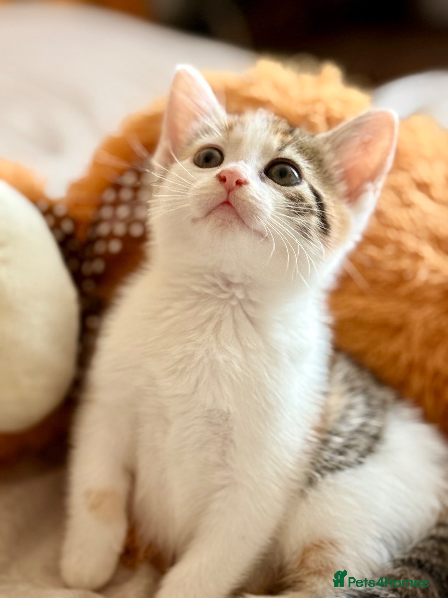 Mixed Breed cats Adorable Kittens Looking for Loving Homes - Advert 1