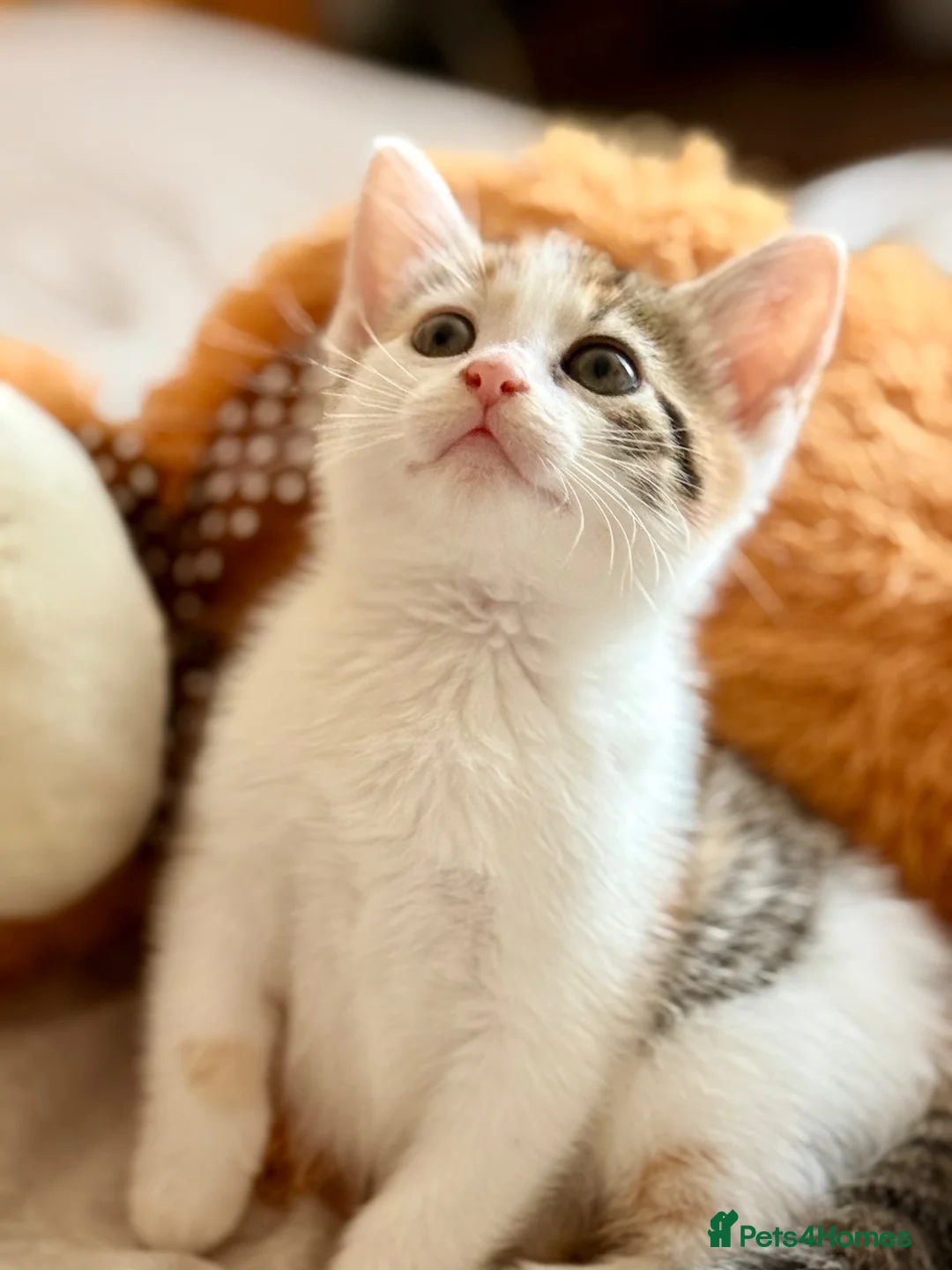 Mixed Breed cats for sale: Adorable Kittens Looking for Loving Homes - Advert 1