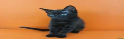 Mixed Breed cats for sale: Male and Female  in London - Advert 6
