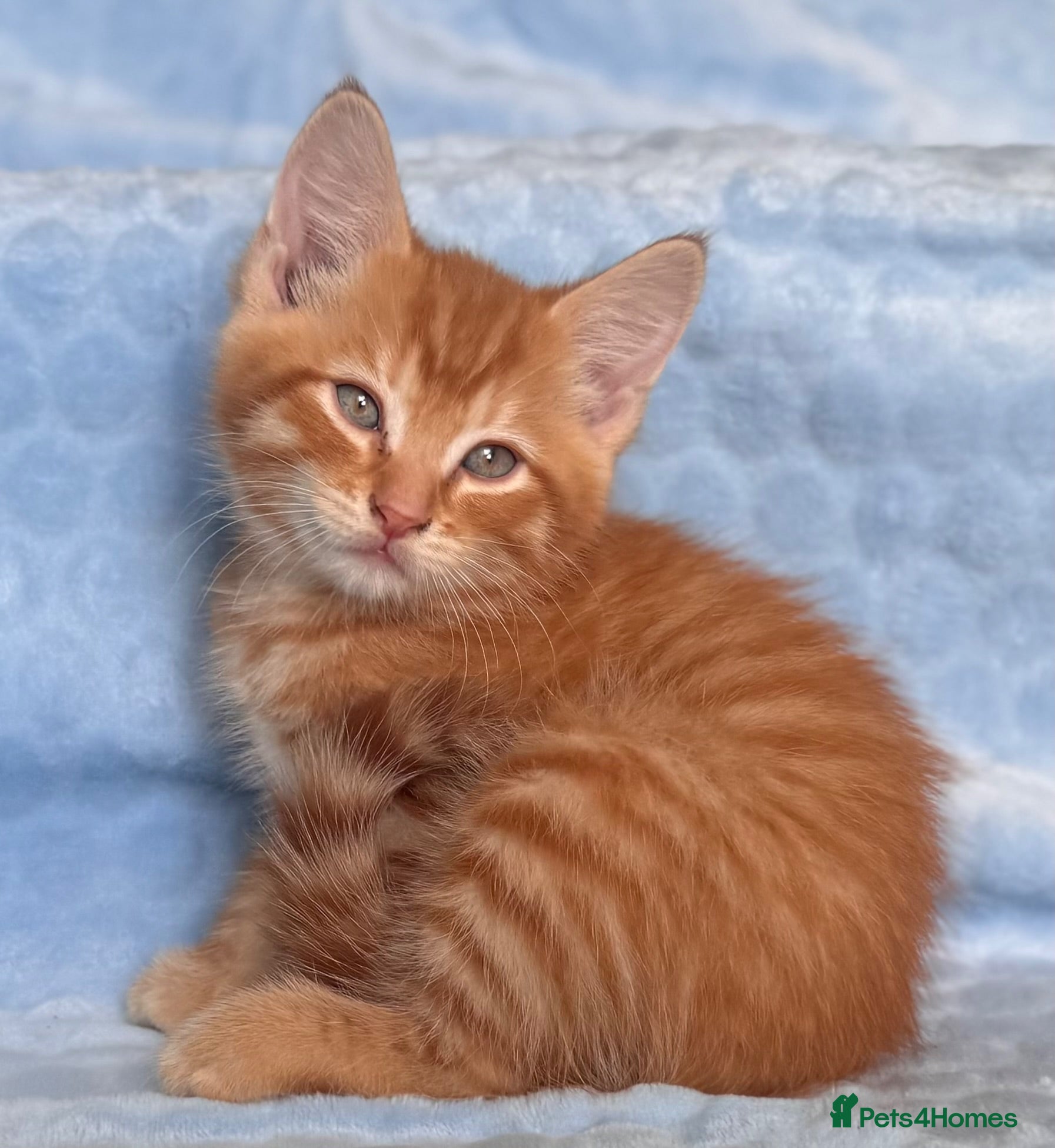 Mixed Breed cats BSH x Maine coon kittens (various prices) - Advert 1