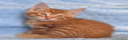 Mixed Breed cats for sale: BSH x Maine coon kittens (various prices) - Advert 6
