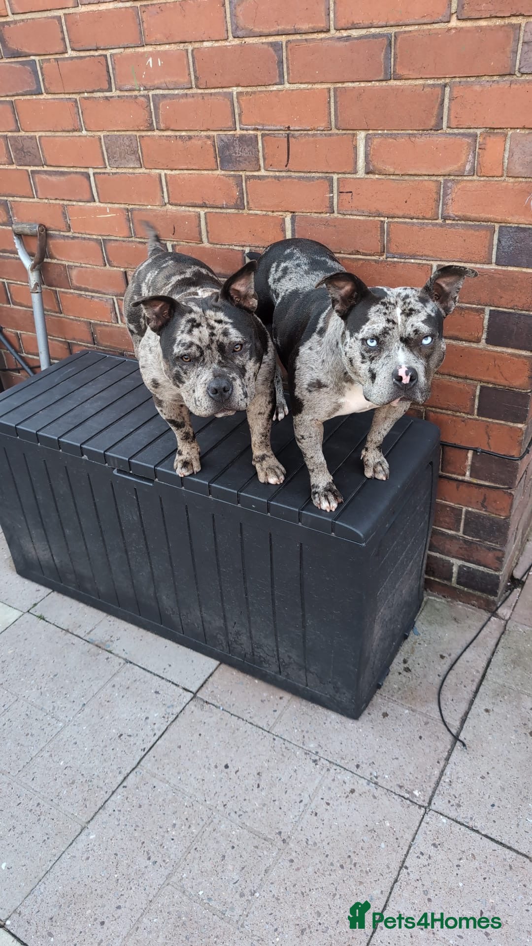 American Bully dogs Mother and son pocket bullys - Advert 1