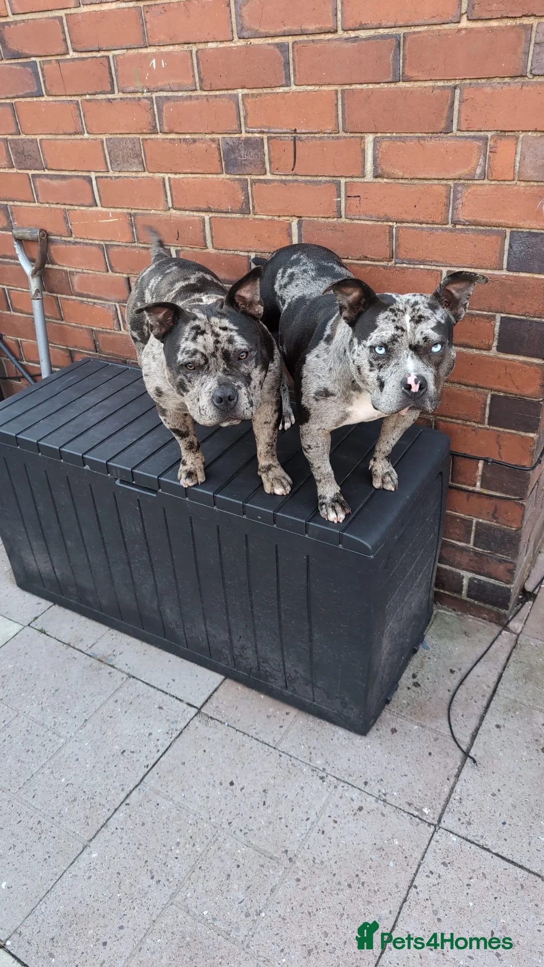 American Bully dogs for sale: Mother and son pocket bullys in Stoke-on-Trent - Advert 1