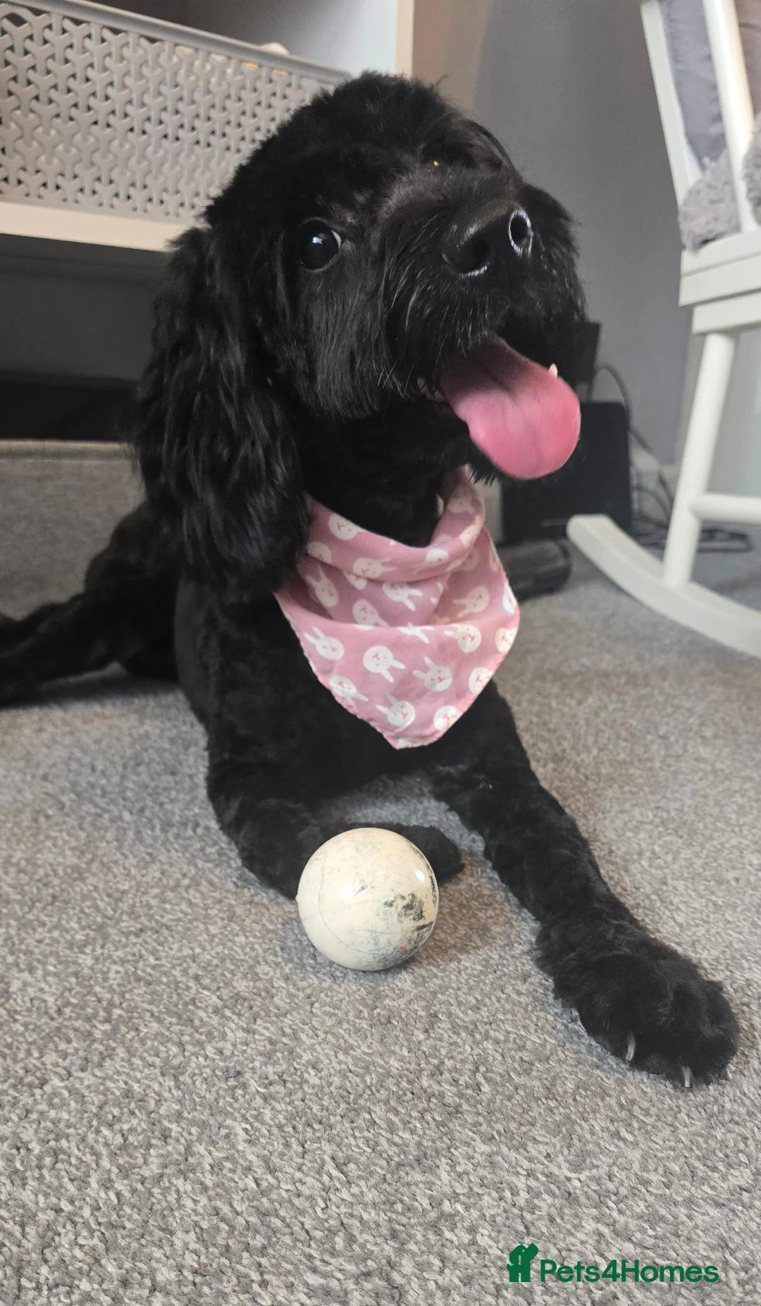 Cockapoo dogs for sale: F1 cockapoo girl in Coatbridge - Advert 9