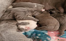 Staffordshire Bull Terrier dogs for stud: Amazing Blue Brindle Staffordshires Bull Terrier  - Image 19