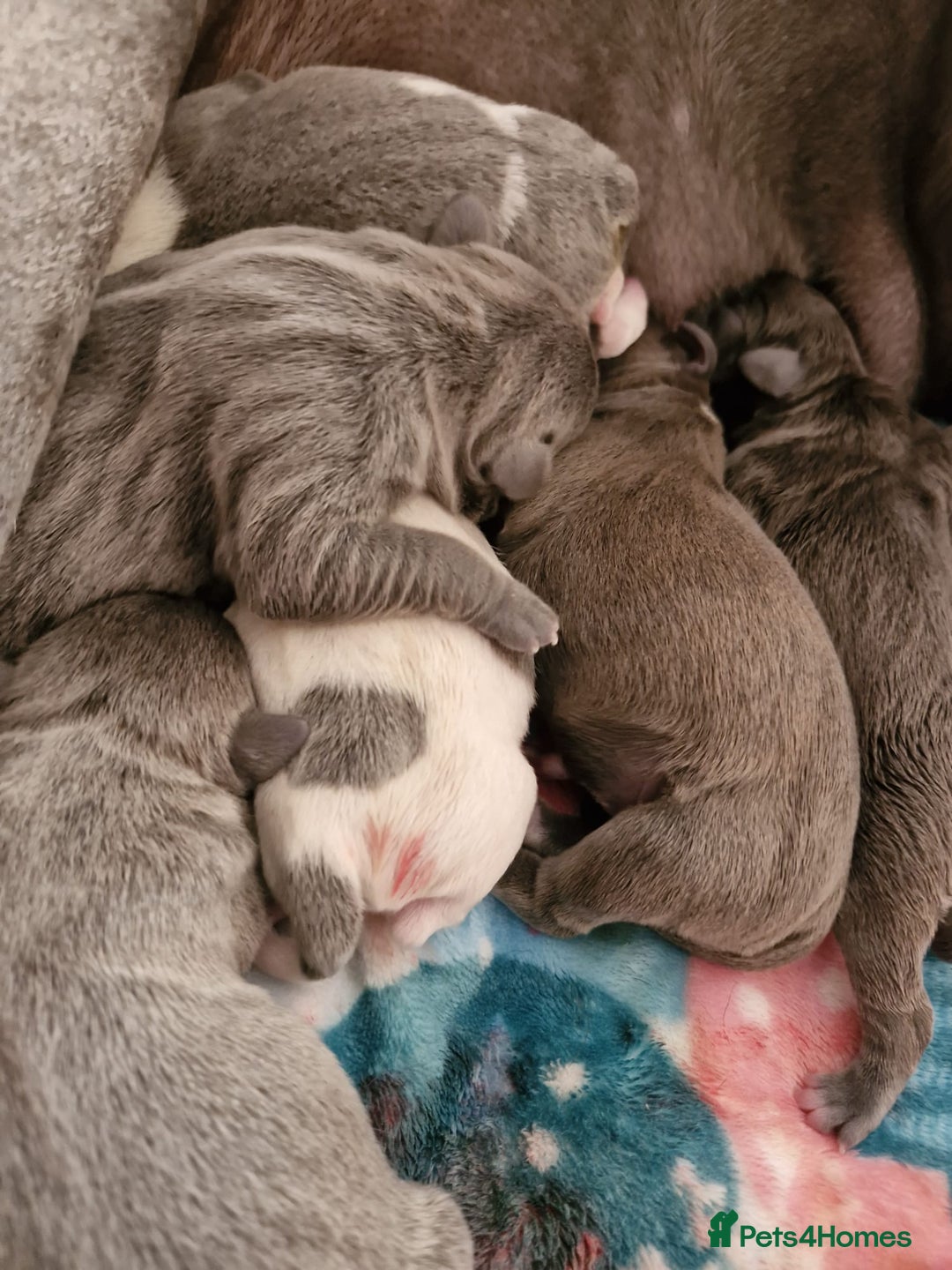 Staffordshire Bull Terrier dogs for stud: Amazing Blue Brindle Staffordshires Bull Terrier  - Image 19