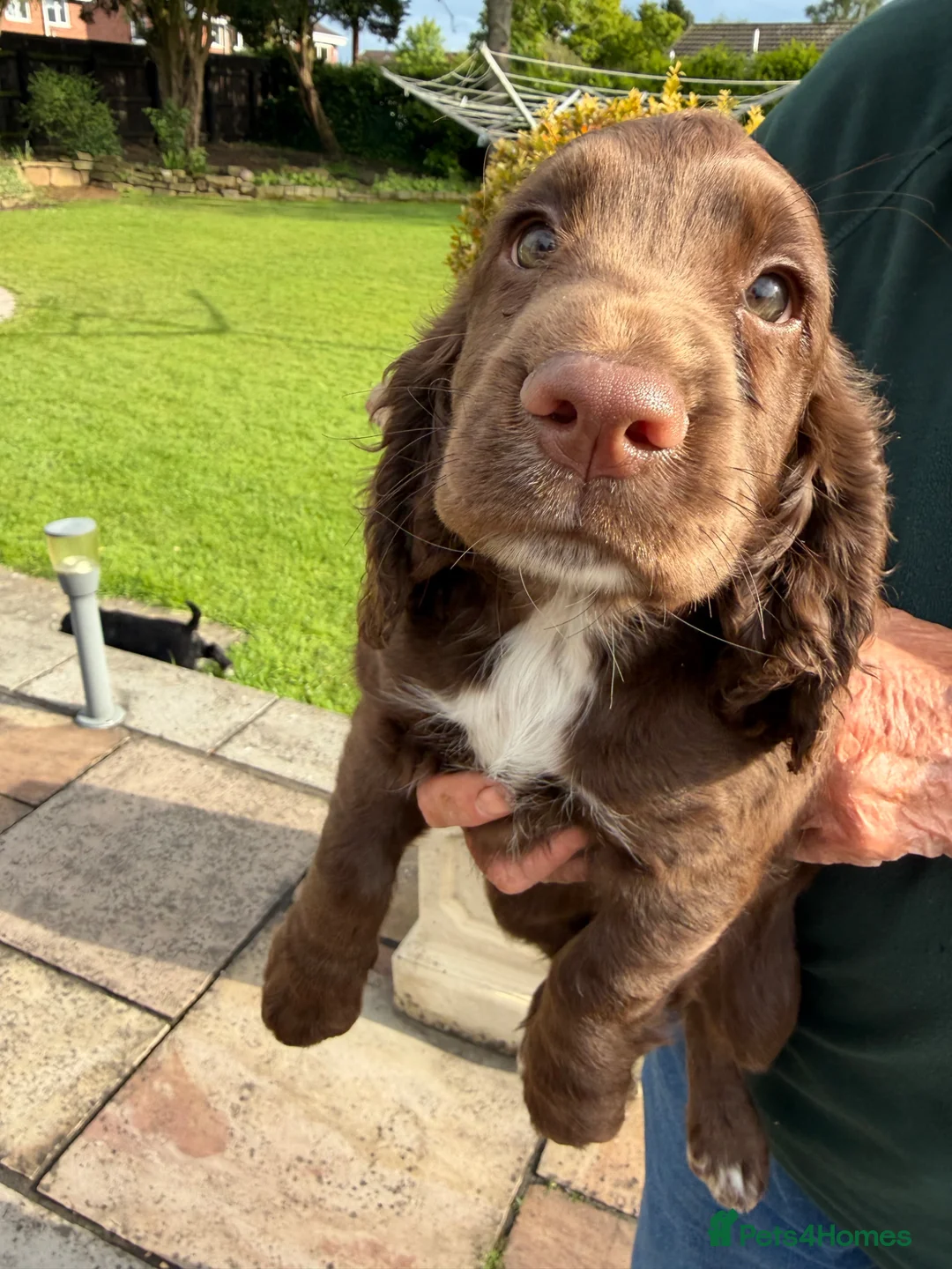 Cocker Spaniel dogs for sale: Working cocker spaniel pups in Winsford - Advert 8