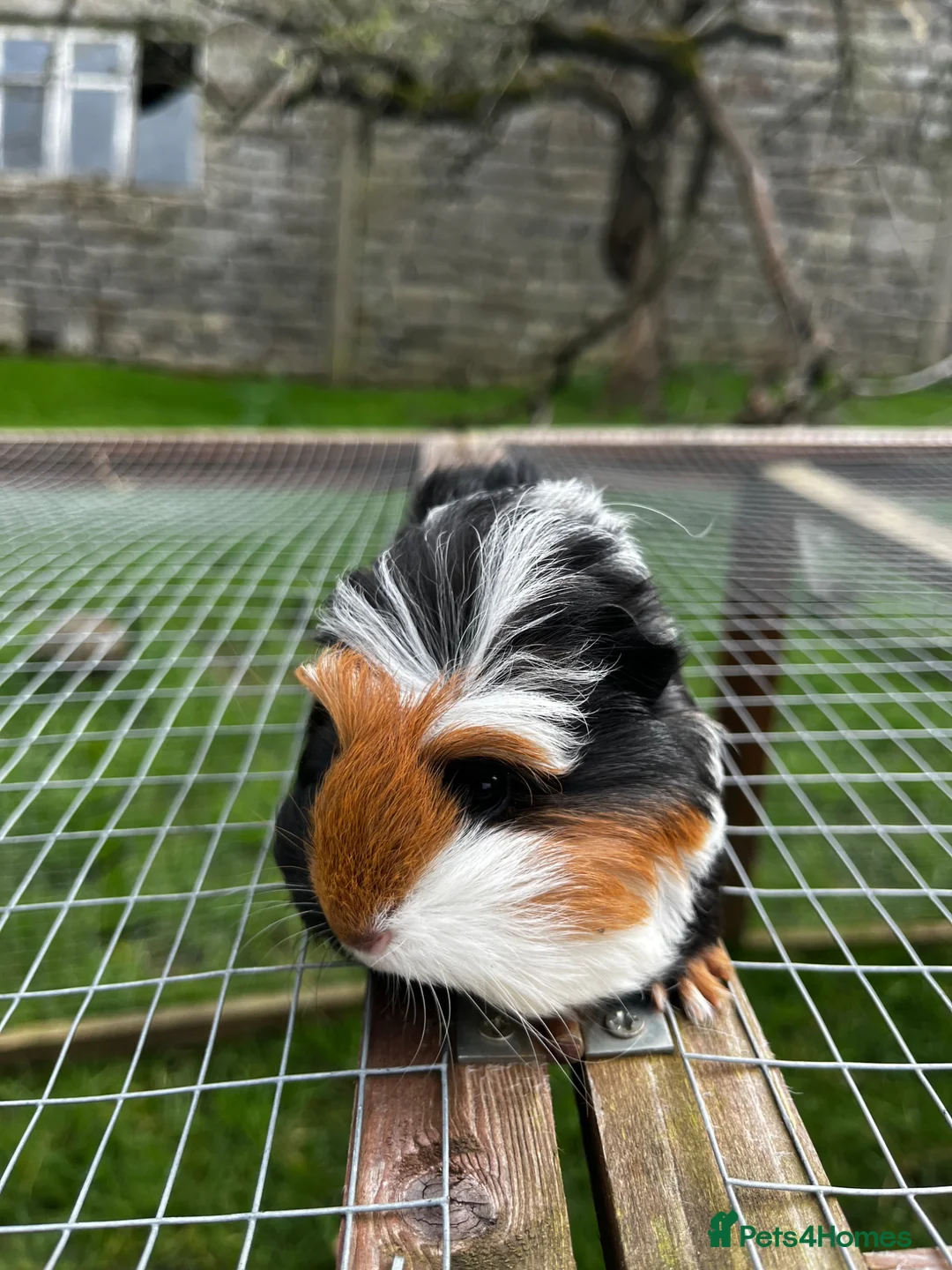 Guinea Pig rodents for sale: Three fluffy Sisters  - Advert 2