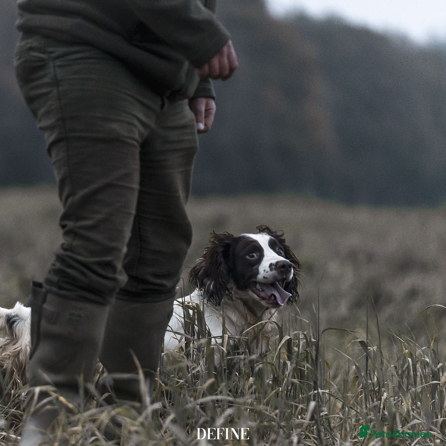 English Springer Spaniel dogs Working DNA clear champion sired ess  - Advert 1