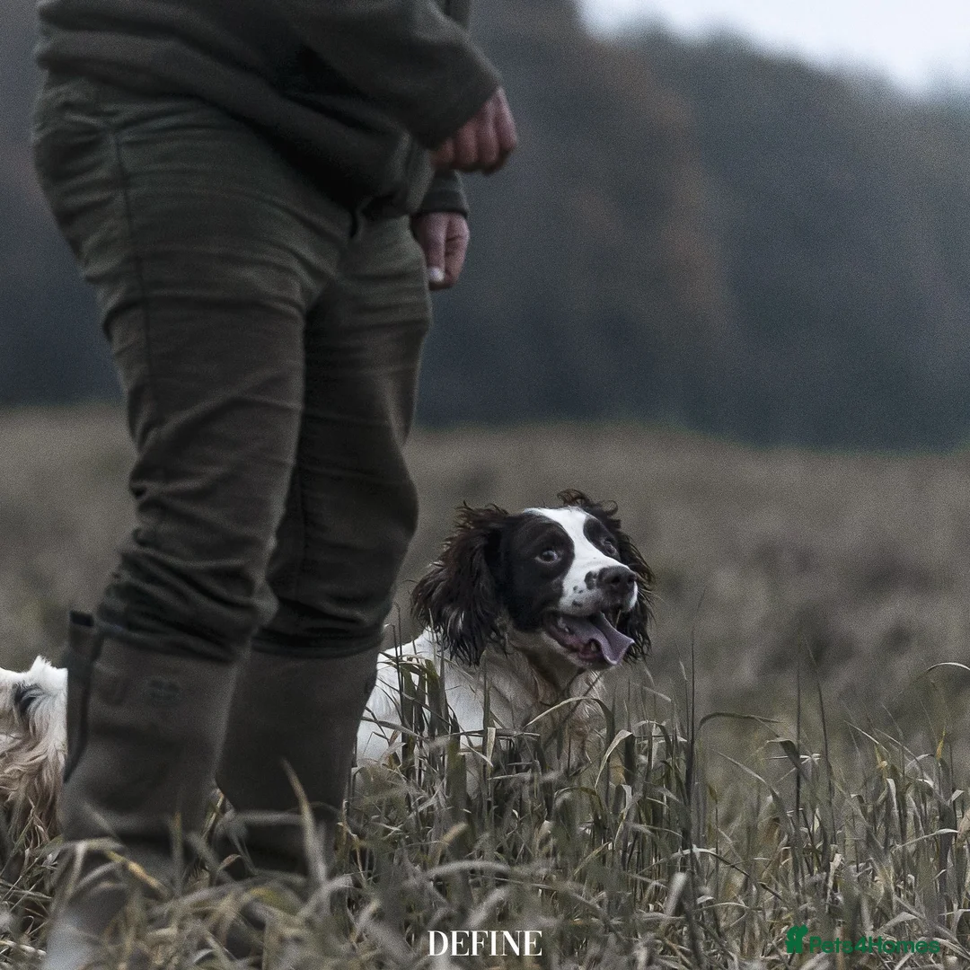 English Springer Spaniel dogs for stud: Working DNA clear champion sired ess  in Retford - Advert 1