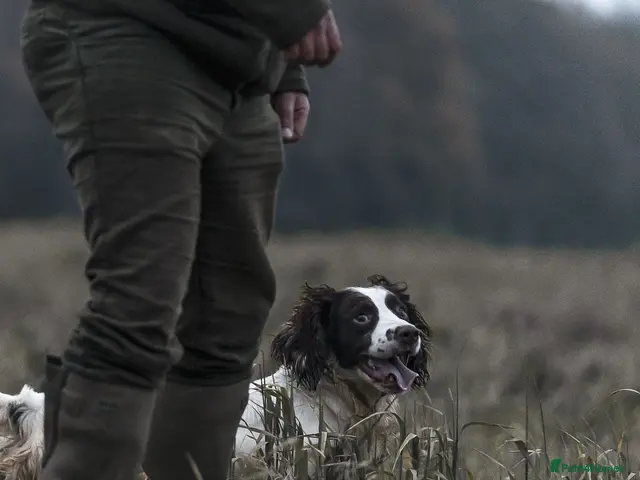 English Springer Spaniel dogs for stud: Working DNA clear champion sired ess - Advert 1