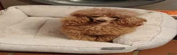 Toy Poodle dogs for sale: KC Reg True size Toy poodle Ready NOW  - Advert 8