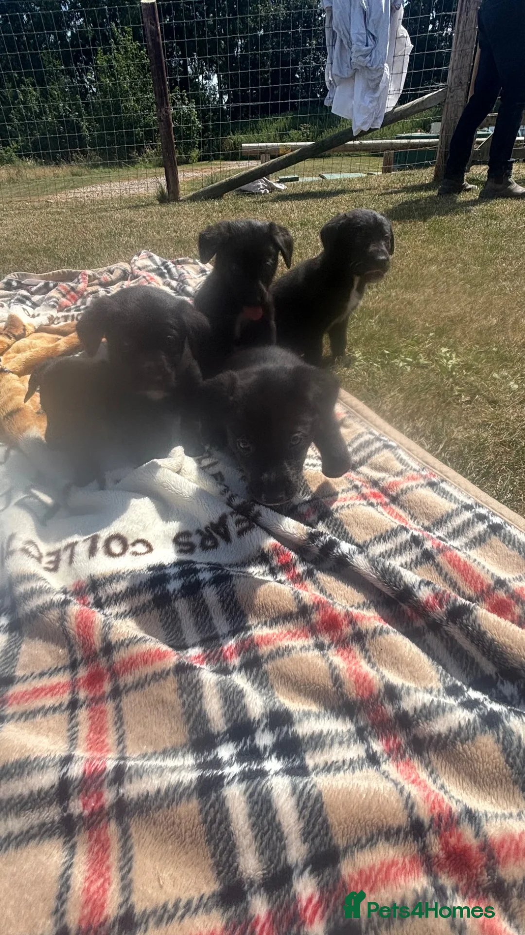 Borador dogs for sale: Border collie x fox red lab puppy’s  - Advert 2